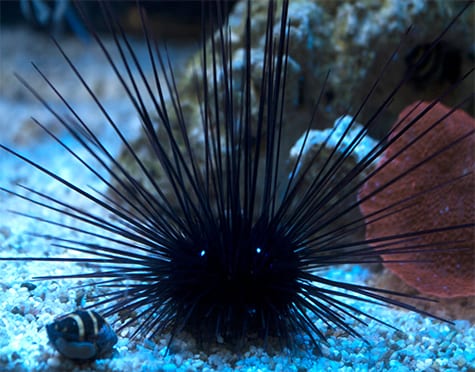 Black Spine Urchin