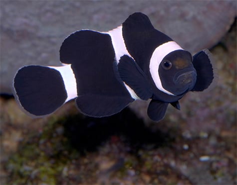 Black and White Clownfish