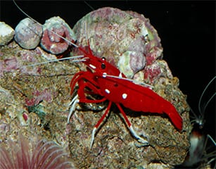 Blood Shrimp