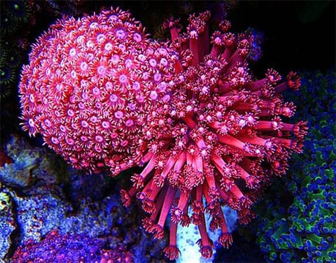 Goniopora Coral
