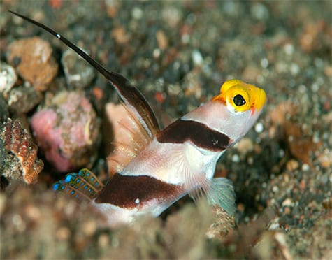 HiFin Yellow Nose Goby