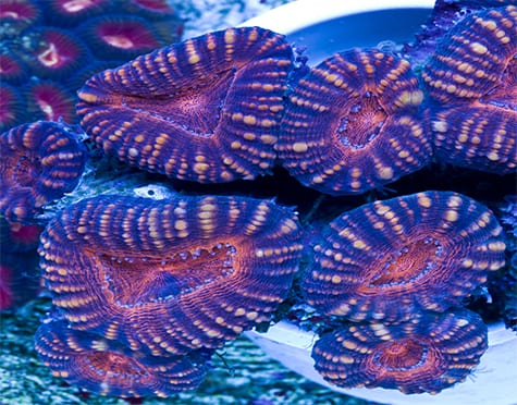 Lobophyllia Coral