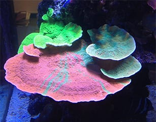 Montipora Coral