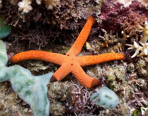 orange-finger-starfish