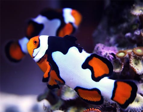 Piccaso Clownfish