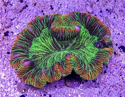 Trachyphyllia Coral