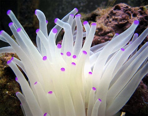 condy-anemone